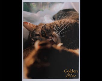 Gemütliche Katze Kunstdruck | Warme minimalistische Fotografie