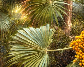 Stampa di foglie di palma tropicali, decorazione murale botanica con accenti dorati (download digitale)