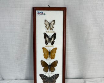 Mariposas vintage prendidas de Tailandia
