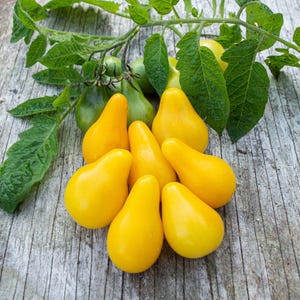 Puede incluir: Primer plano de tomates amarillos en forma de pera, junto con hojas verdes y tomates verdes sin madurar. Los tomates están dispuestos sobre una superficie de madera envejecida, resaltando su color vibrante.
