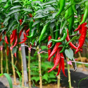 Pode incluir: Uma imagem vibrante de uma planta de pimenta, mostrando uma fileira de pimentas verdes e vermelhas. As pimentas pendem da planta, com folhas e caules verdes. As pimentas estão em vários estágios de maturação.