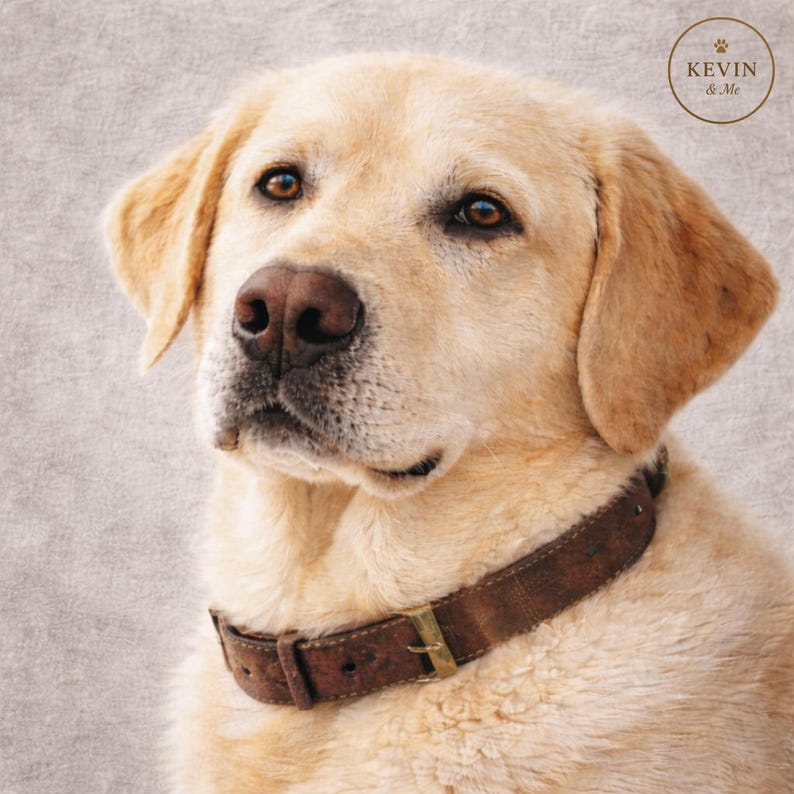 Op de afbeelding: Een close-up van een gouden Labrador Retriever met een bruine leren halsband met een messing gesp. De hond heeft bruine ogen en een geconcentreerde uitdrukking. De afbeelding bevat een cirkelvormig logo met de tekst "KEVIN & Me".