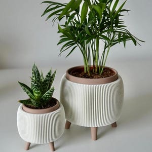 Peut inclure: Deux pots de fleurs blancs et côtelés avec des plantes. Les pots ont un bord et des pieds marron clair. L'un contient une petite plante d'aloès aux feuilles vertes et blanches tachetées. L'autre contient une plante plus grande avec de longues feuilles vertes fines.