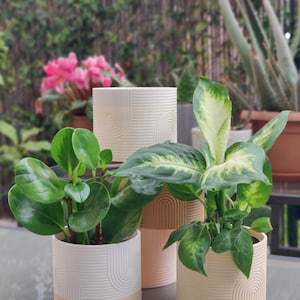 May include: Several potted plants with green foliage are displayed in a garden setting. The plants are in cylindrical, cream-colored pots with a textured, arched design. The pots have a light peach-colored base. Other plants and flowers are visible in the background.