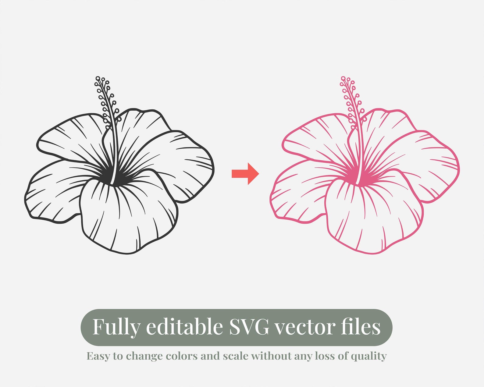 Hibiscus Flower SVG PNG Clipart Bundle | Tropical Floral Line Art Set ...