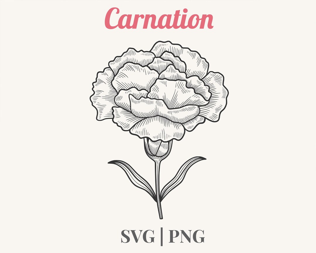 Carnation Flower Line Art SVG | Botanical Clipart PNG | Hand Drawn ...