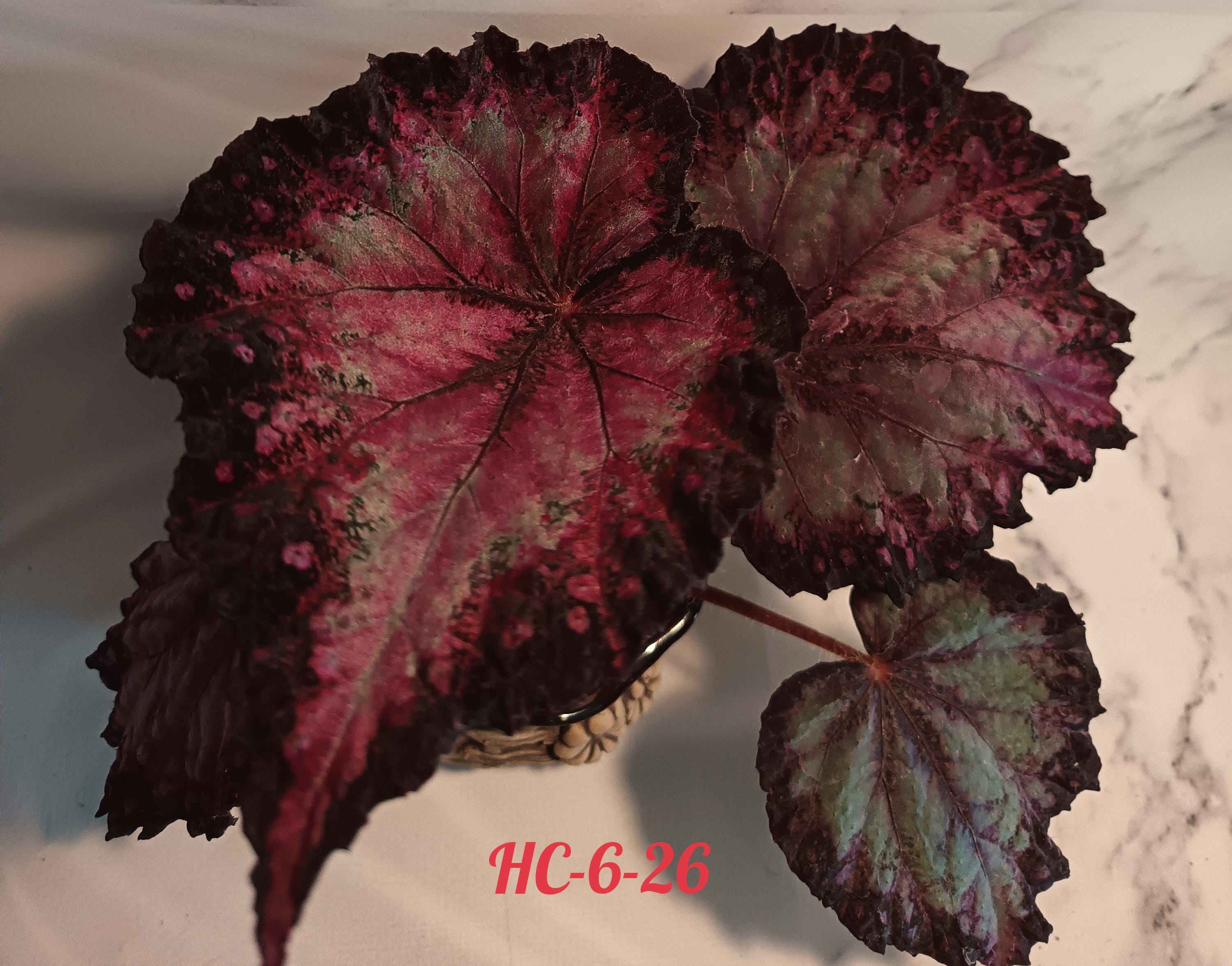 Rare begonias - Etsy 日本