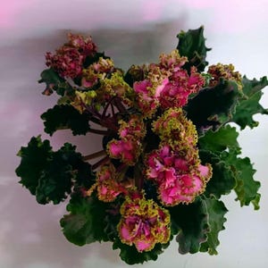 Puede incluir: Una planta de violeta africana en maceta con hojas de color verde oscuro y bordes ondulados, con racimos de flores de color rosa vibrante con bordes rizados de color verde lima. El texto "BB-Аметист" aparece en morado arriba.