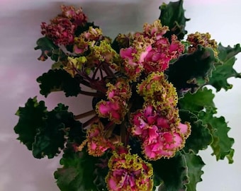 Semillas de violetas exclusivas