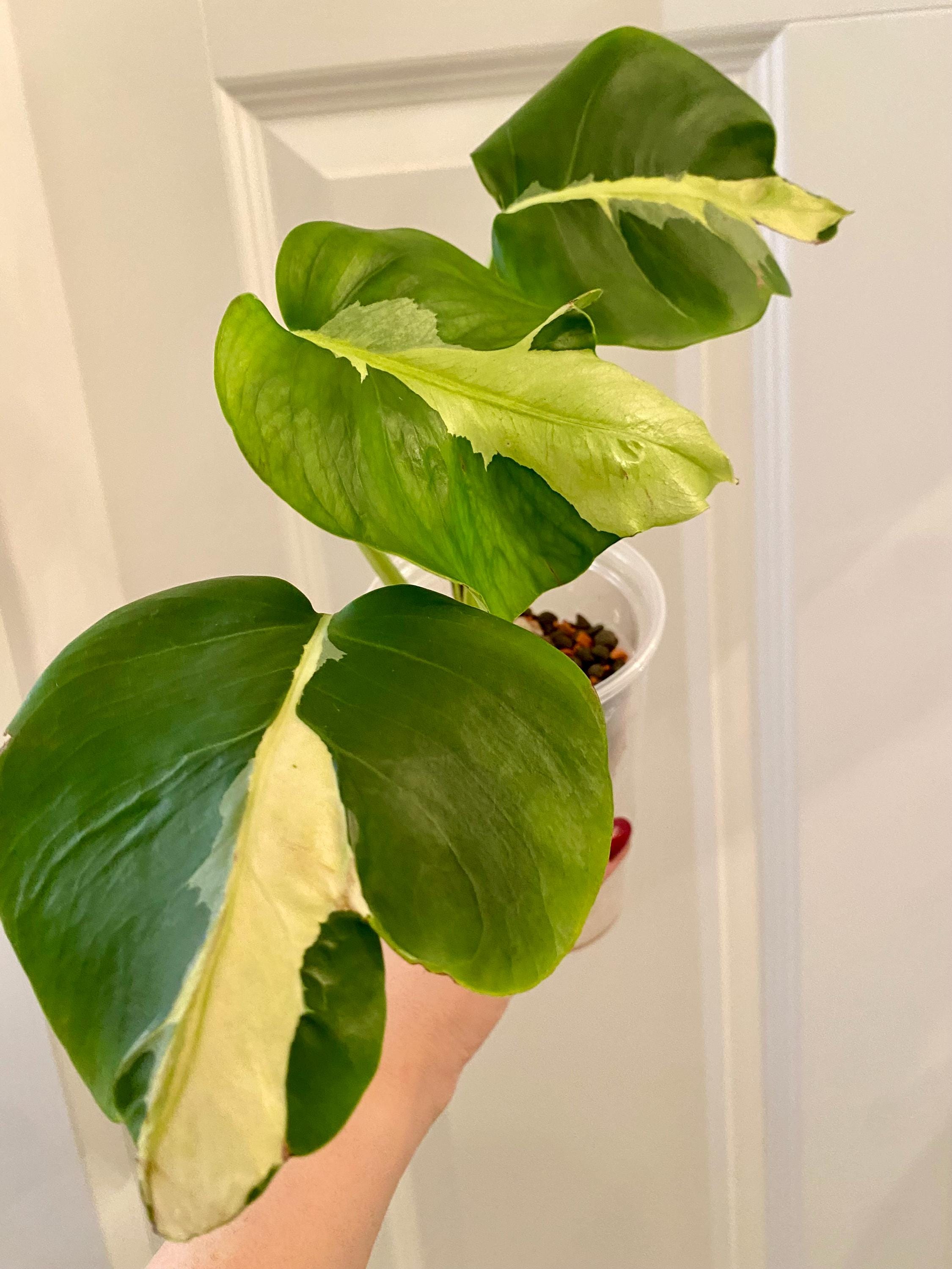 モンステラ ホワイト ラバ モンステラ ホワイト ラバ Monstera Deliciosa White Lava| Super Rare