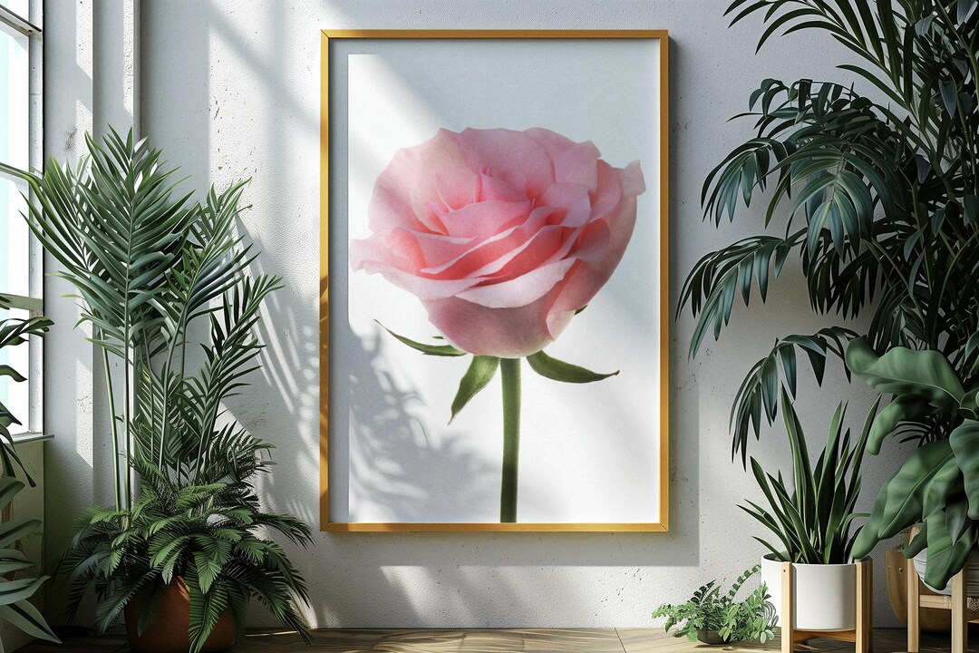 Rosa Rose Wand Kunst zum ausdrucken, Minimalistische Blumen Fotografie