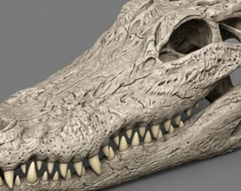 May include: An off-white alligator skull with visible teeth and eye sockets. The skull has a textured surface, showing the natural bone structure. The image is set against a neutral grey background.