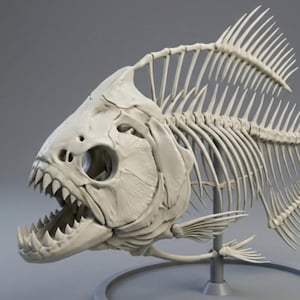 Puede incluir: Modelo de esqueleto de pez blanquecino. Muestra la intrincada estructura &oacute;sea, incluyendo el cr&aacute;neo con dientes, costillas y aletas visibles. El esqueleto del pez est&aacute; montado sobre un soporte gris, sobre un fondo gris neutro.