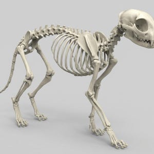 Op de afbeelding: Een gedetailleerd, gebroken wit katten skelet in een wandelhouding. De skeletstructuur omvat de schedel, wervelkolom, ribben en botten van de poten, die de anatomie van een kat laten zien. De achtergrond is effen lichtgrijs.