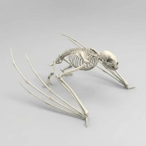May include: A detailed, off-white bat skeleton is displayed against a neutral gray background. The skeletal structure is complete, with visible ribs, spine, skull, and wing bones, showcasing the intricate anatomy of the creature.