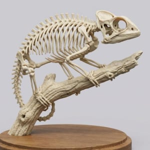 Op de afbeelding: Een gedetailleerde, gebroken witte kameleonskeletsculptuur, zittend op een getextureerde, lichtbruine tak. De sculptuur is gemonteerd op een ronde, houten basis. De skeletstructuur is compleet en toont de vorm van het dier.