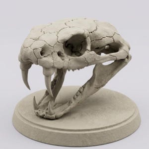 Può includere: Replica di un teschio di serpente bianco sporco, con zanne prominenti e superficie strutturata. Il teschio è montato su una base circolare, evidenziando l'intricata struttura ossea e i dettagli dell'anatomia del rettile. L'estetica generale è una miscela di elementi naturali e artistici.