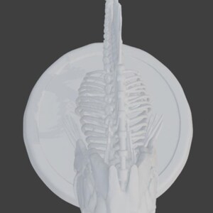 Puede incluir: Una escultura blanca y estilizada de un esqueleto de drag&oacute;n montada sobre una placa circular. La escultura presenta un cr&aacute;neo detallado, una caja tor&aacute;cica y una columna vertebral, con una estructura larga y puntiaguda que se extiende hacia arriba.