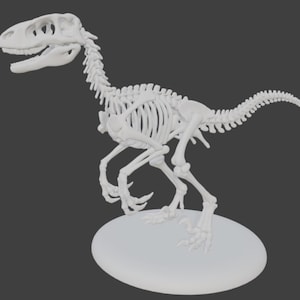 May include: A white dinosaur skeleton model, featuring a detailed depiction of the bones. The model is posed on a white oval base, showcasing the structure of the prehistoric creature. The skeleton is a detailed representation of a raptor.
