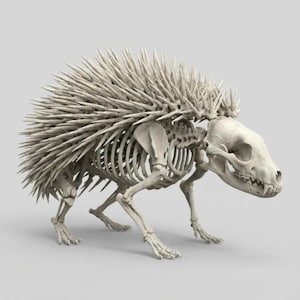 Puede incluir: Esqueleto detallado de puercoespín blanquecino con púas afiladas y cráneo canino. La estructura esquelética es totalmente visible, mostrando la caja torácica, la columna vertebral y los huesos de las patas. La imagen está sobre un fondo gris claro.