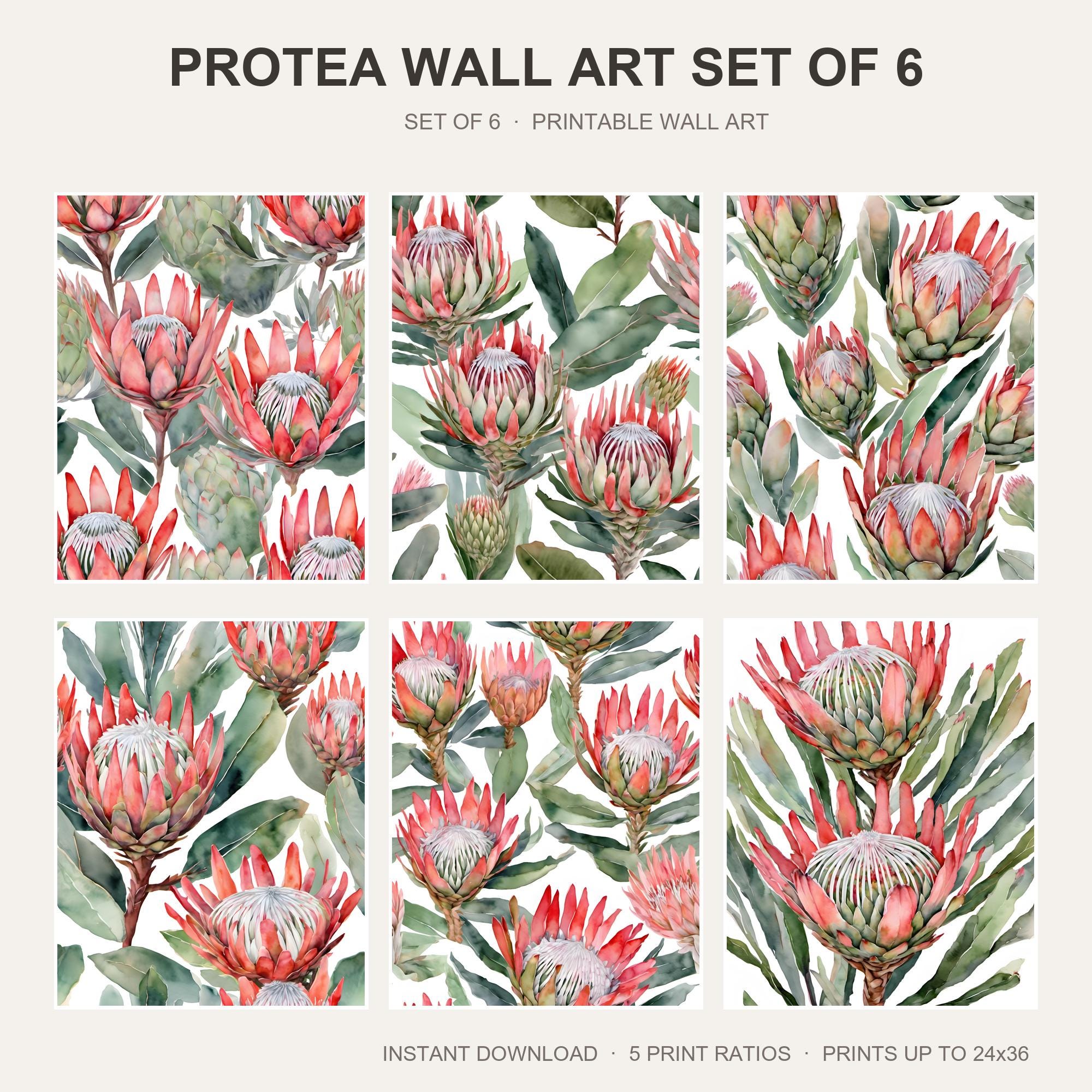 Protea Wall Art Set of 6