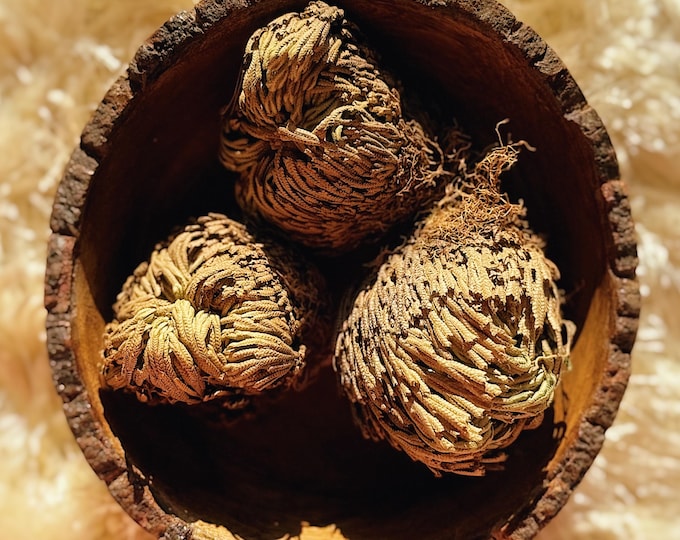 Rose of Jericho | Resurrection Plant for Renewal, Protection & Manifestation | Spiritual Cleansing, Good Luck, Abre Camino Small Size