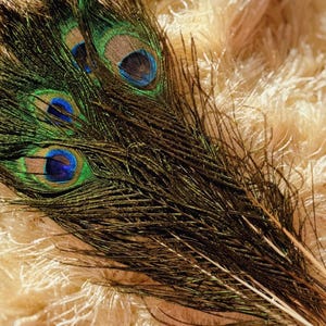May include: Close-up of peacock feathers with vibrant green, blue, and brown hues. The feathers have intricate patterns and textures, with a soft, fluffy background. The image highlights the natural beauty and detail of the feathers.