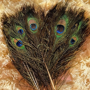 May include: A collection of peacock feathers, showcasing their natural beauty. The feathers display a rich brown hue with vibrant accents of green, blue, and gold. The eye-like patterns are a prominent feature, adding to their decorative appeal. These feathers are ideal for crafts and decor.