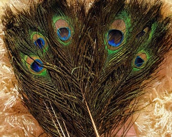 Natural Peacock Feather, 8–15 Inch | Altar Decor, Protection, Prosperity & Glamour Work