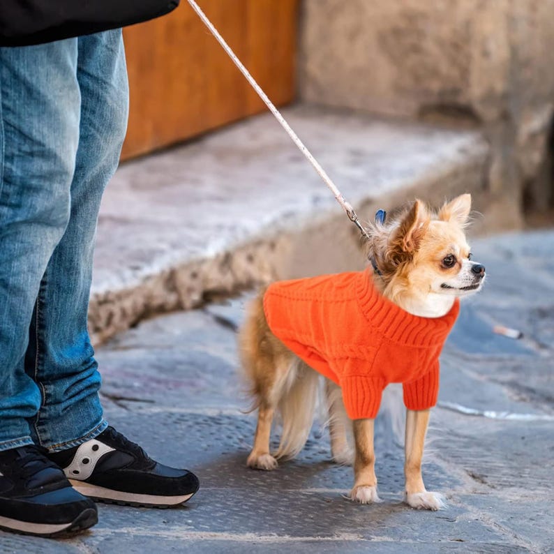 K&ouml;nnte beinhalten: Ein kleiner, hellbrauner Hund tr&auml;gt einen orangefarbenen Pullover und eine Leine. Der Hund steht auf einer Steinoberfl&auml;che, im Hintergrund ist eine Person in Jeans und schwarzen Turnschuhen zu sehen.