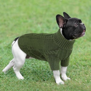 K&ouml;nnte beinhalten: Eine franz&ouml;sische Bulldogge tr&auml;gt einen gr&uuml;nen Hundepullover mit Zopfmuster. Der Hund hat ein schwarz-wei&szlig;es Fell und steht auf gr&uuml;nem Gras. Der Pullover hat einen Rollkragen und bedeckt den Oberk&ouml;rper und die Vorderbeine des Hundes.