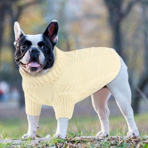 K&ouml;nnte beinhalten: Ein French Bulldog tr&auml;gt einen cremefarbenen Zopfstrickpullover. Der Hund hat ein schwarz-wei&szlig;es Fell und steht auf Gras. Der Pullover hat einen Rollkragen und bedeckt die Vorderbeine des Hundes.