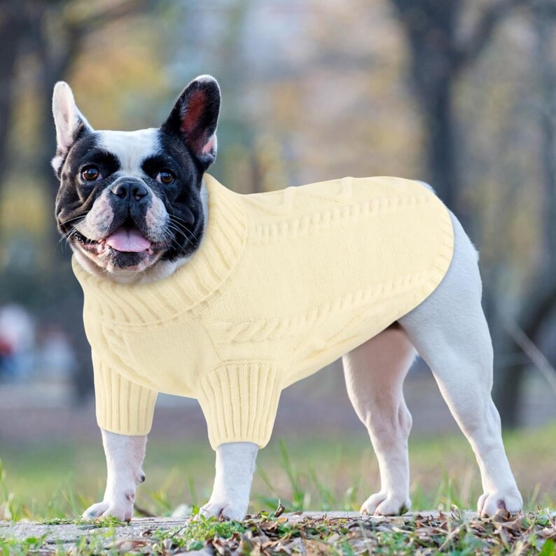 K&ouml;nnte beinhalten: Ein French Bulldog tr&auml;gt einen cremefarbenen Zopfstrickpullover. Der Hund hat ein schwarz-wei&szlig;es Fell und steht auf Gras. Der Pullover hat einen Rollkragen und bedeckt die Vorderbeine des Hundes.