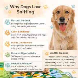 Op de afbeelding: Een vrolijke golden retriever met zijn tong uit, naast tekst die uitlegt waarom honden graag snuffelen. De tekst bevat voordelen zoals natuurlijk instinct, rust, zelfvertrouwen, verminderde hyperactiviteit en mentale stimulatie.