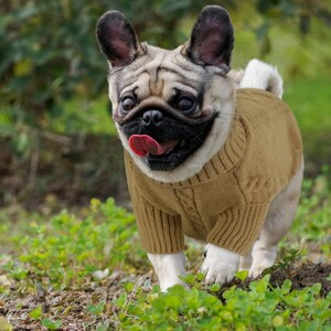 K&ouml;nnte beinhalten: Ein beigefarbener Mops tr&auml;gt einen braunen Zopfstrickpullover und streckt die Zunge heraus. Der Hund befindet sich in einem grasbewachsenen Bereich mit gr&uuml;nem Laub im Vordergrund und einem verschwommenen Hintergrund.