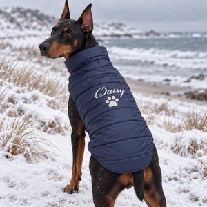 Pode incluir: Um casaco acolchoado para cão em azul-marinho com gola alta e costuras horizontais. As costas do casaco estão personalizadas com o nome Daisy bordado a branco sobre um gráfico de pata branca, usado por um Doberman preto e castanho.