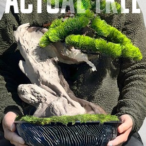 Actual Tree - Old Growth Bonsai - Artificial Bonsai