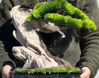 Actual Tree - Old Growth Bonsai - Artificial Bonsai