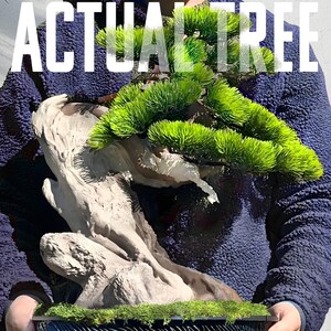 Actual Tree - Old Growth Bonsai - Artificial Bonsai