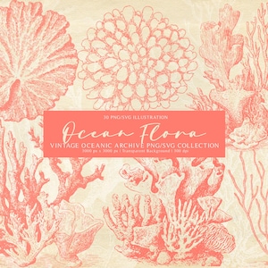 Puede incluir: Ilustración vintage de coral y flora oceánica en tonos rosa coral sobre fondo crema. La imagen incluye diversas formaciones de coral y el texto "Ocean Flora" en un rectángulo color coral.