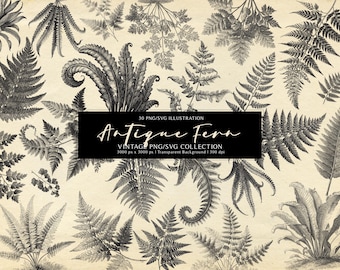 May include: A collection of black and white botanical fern illustrations on a cream background. A central black rectangular label features the white text: 30 PNG/SVG ILLUSTRATION Antique Fern VINTAGE PNG/SVG COLLECTION 3000 px x 3000 px | Transparent Background | 300 dpi.