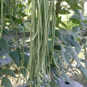 Puede incluir: Primer plano de un grupo de judías verdes largas colgando de una vid. Las judías son delgadas y cilíndricas, de color verde claro. El fondo presenta exuberantes hojas verdes y una vista de un jardín.