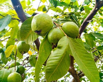 Guava Seeds | Psidium Guajava | Tropical Fruit Tree Seeds for Home Garden | 20 Seeds