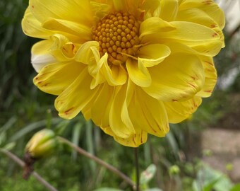 Dalia de doble pétalo, colores variados, 200 semillas, Dalia pinnata, planta perenne de jardín con flores grandes.