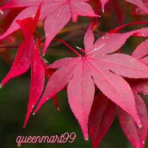 Puede incluir: Primer plano de hojas de arce rojas vibrantes. Las hojas tienen una forma palmeada distintiva con lóbulos puntiagudos y venas prominentes. Incluye el texto "queenmart99".