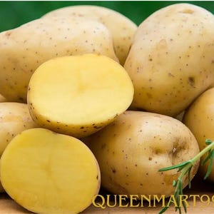 May include: A close-up of several whole and halved potatoes. The potatoes have a light brown skin with small dark spots. The inside of the halved potatoes is a bright yellow color. The text "QUEENMART99" is visible in the bottom right corner.