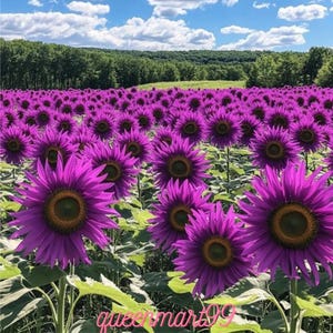May include: A field of vibrant purple sunflowers under a blue sky with fluffy white clouds. The sunflowers have dark centers and green leaves. The background features a line of green trees and a hint of a hill.