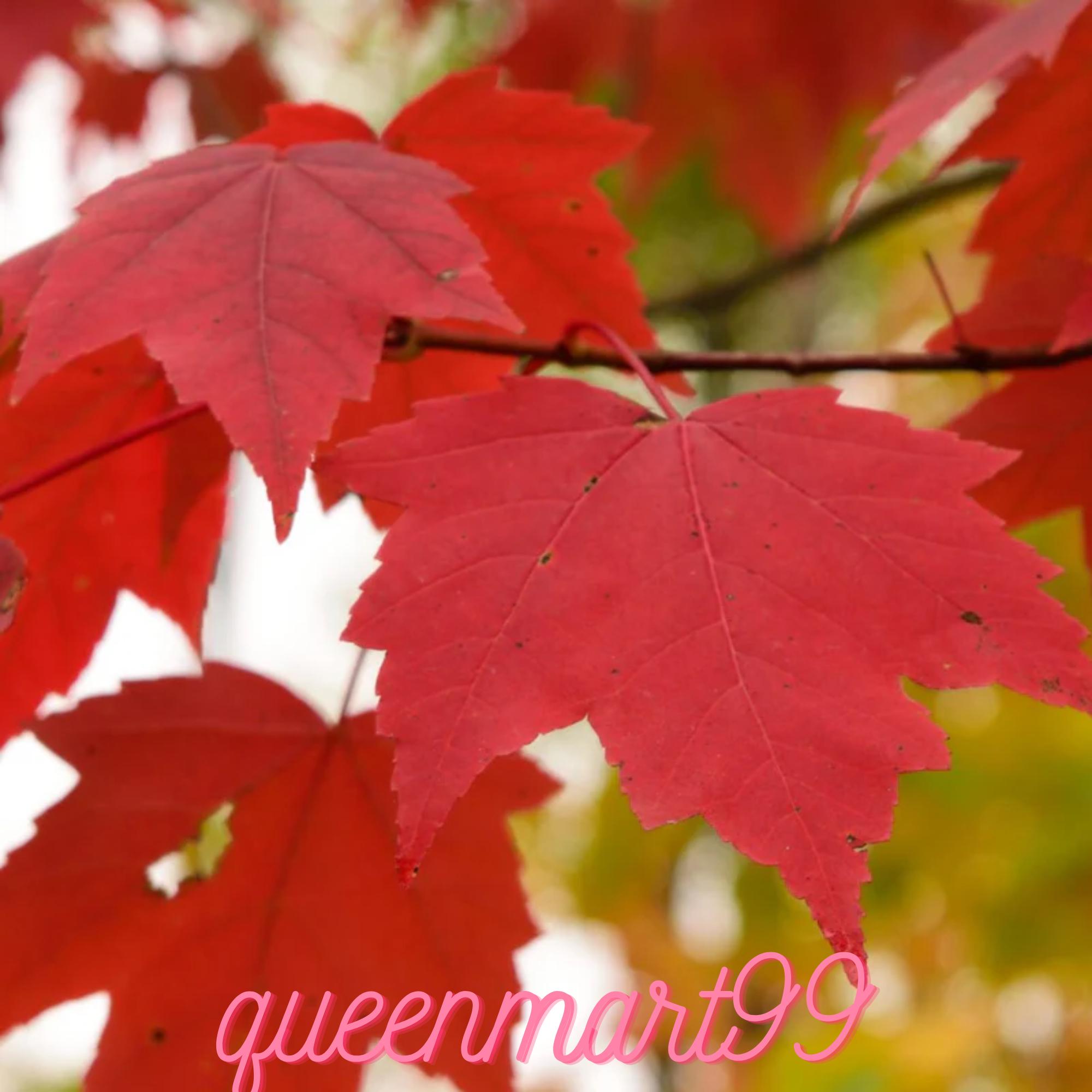 30 Red Maple Seeds | Acer Rubrum | Northern Source | Fast Growing Tree ...