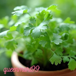 Può includere: Primo piano di una rigogliosa pianta di coriandolo verde in un vaso di terracotta. Le foglie sono profondamente divise e sembrano fresche. Il testo rosa "queenmart99" è visibile in basso nell'immagine.