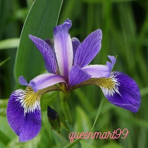 Könnte beinhalten: Nahaufnahme einer leuchtend lila Irisblüte mit weißen und gelben Akzenten. Die Blütenblätter haben zarte Adern, und die Blüte ist vor einem verschwommenen grünen Hintergrund platziert. Der Text "queenmart99" befindet sich unten rechts.